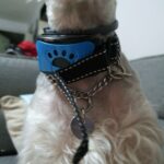 Collier Anti-Aboiement Sans Douleur et Sans Danger - CaniWouf