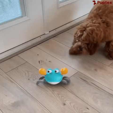 Craby - Jouet Interactif pour Chien