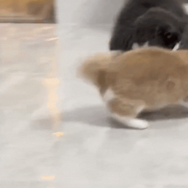 Balle interactive pour chat