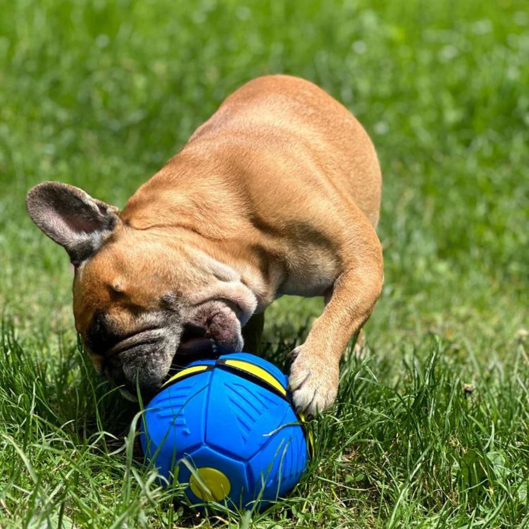 frisball