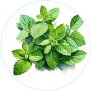 Patchs Anti-Douleur Naturels