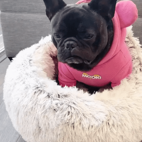 Coussin d'hiver Chauffant Anti-Stress pour Animaux de Compagnie