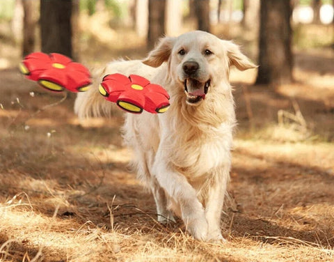 Soucoupe volante pour animaux de compagnie