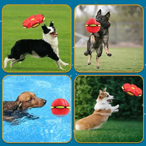 Soucoupe volante pour animaux de compagnie
