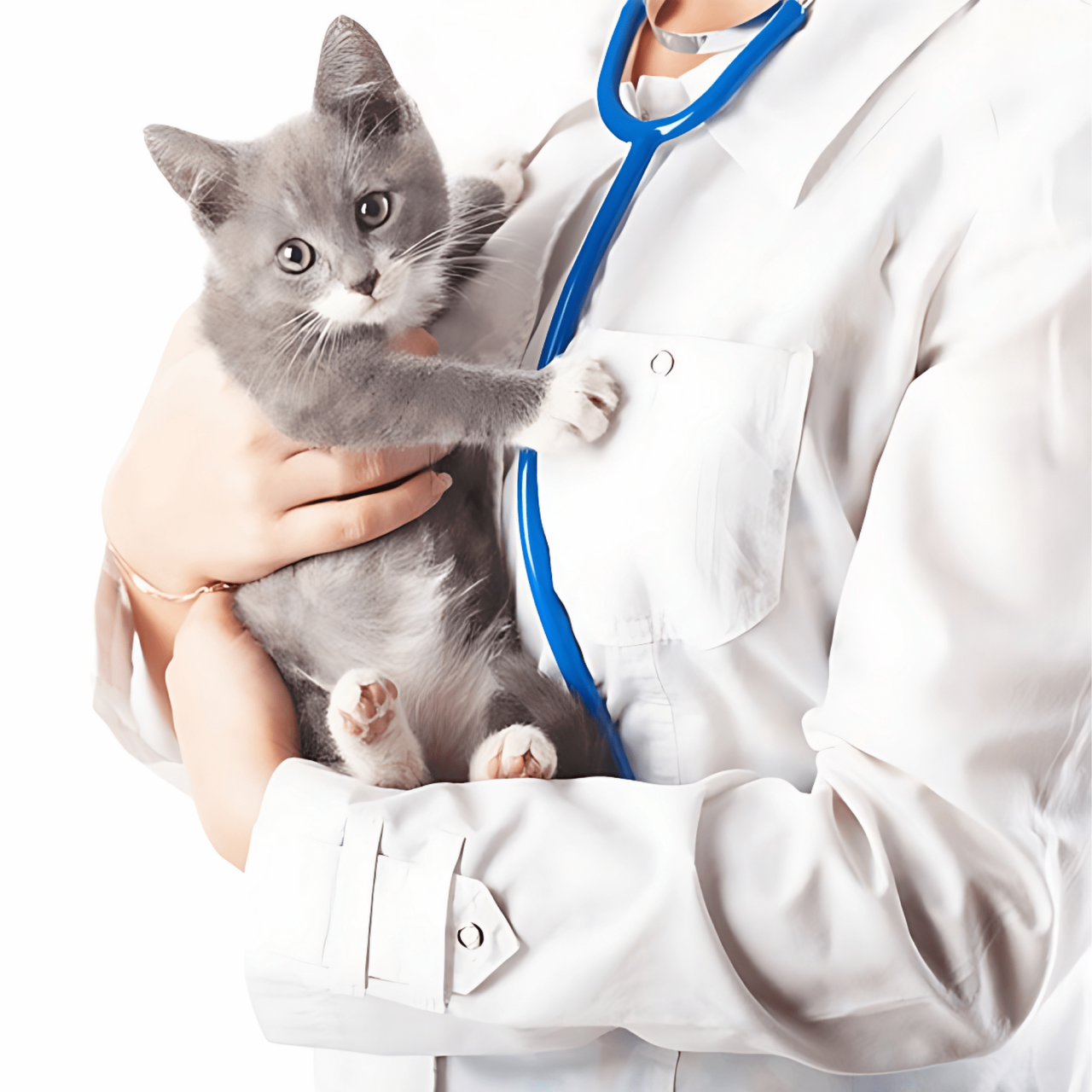 Bol Orthopédique Anti-Vomissement Pour Chat