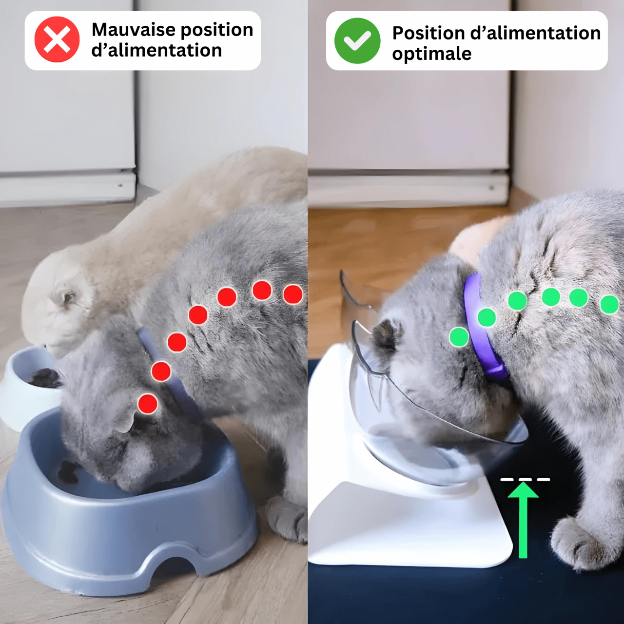 Bol Orthopédique Anti-Vomissement Pour Chat